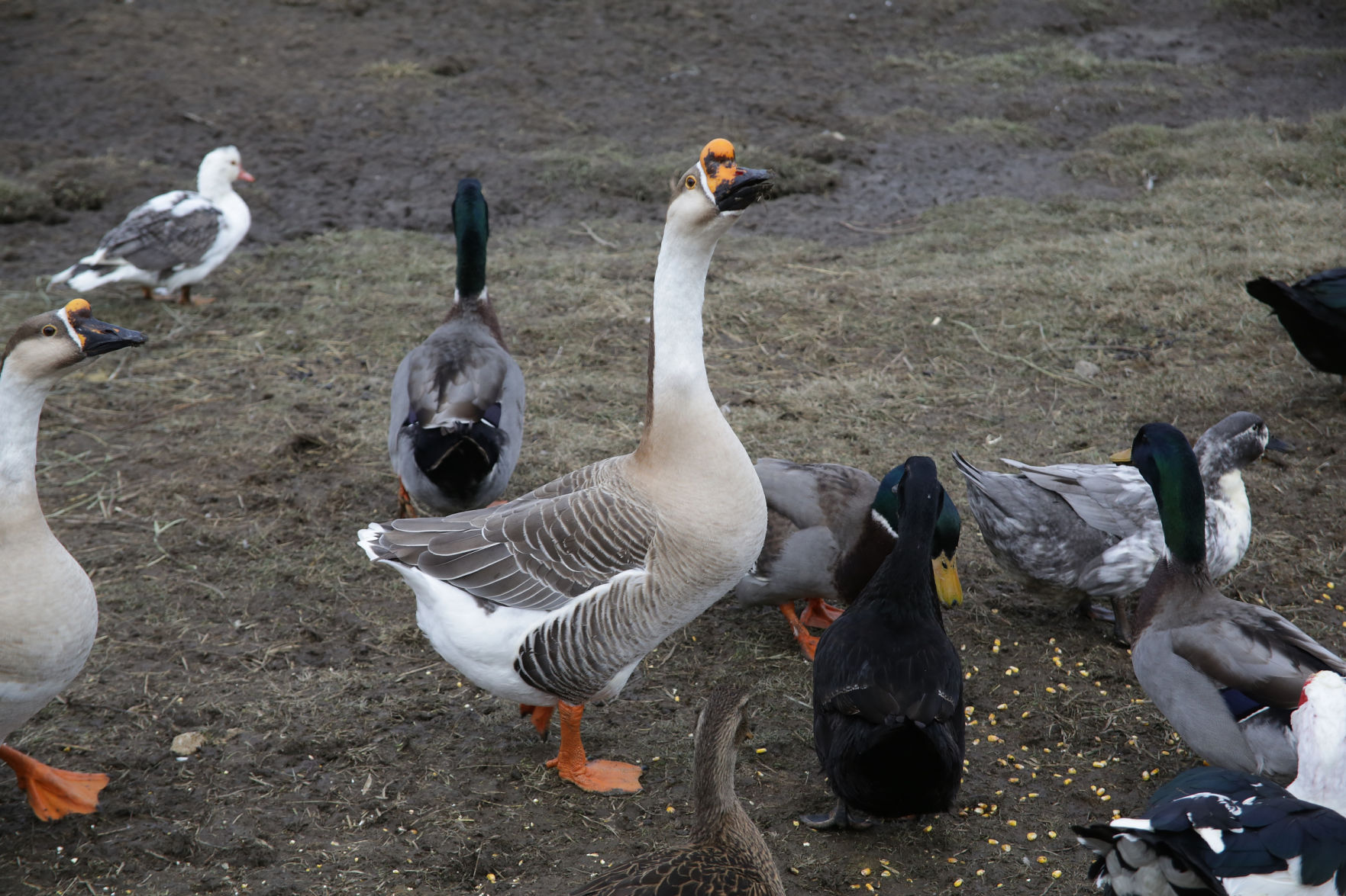 Erin's Farm animal sanctuary
